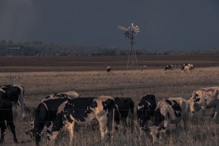 Australian cows on the farm during the day.の写真素材