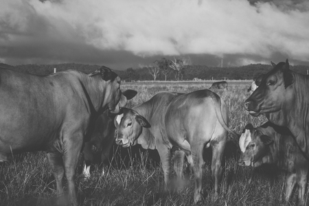 Australian cows on the farm during the day.の写真素材