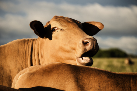 Australian cows on the farm during the day.の写真素材