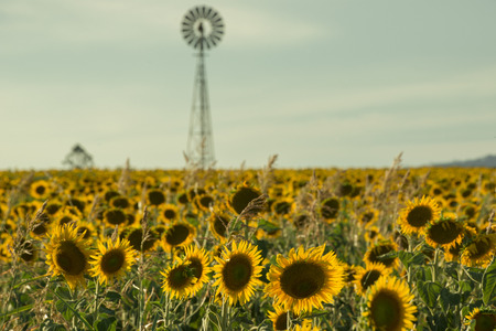Sunflowers amongst a field next to a windmill in the afternoon in Nobby, Toowoomba Region, Queensland.の写真素材