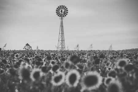 Sunflowers amongst a field next to a windmill in the afternoon in Nobby, Toowoomba Region, Queensland.の写真素材