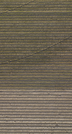Field of cotton in the countryside ready for harvesting.