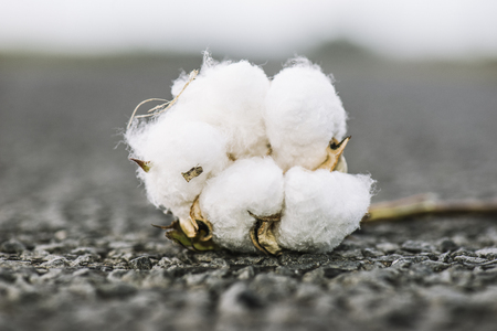 Field of cotton in the countryside ready for harvesting.の写真素材
