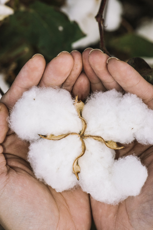 Field of cotton in the countryside ready for harvesting.の写真素材