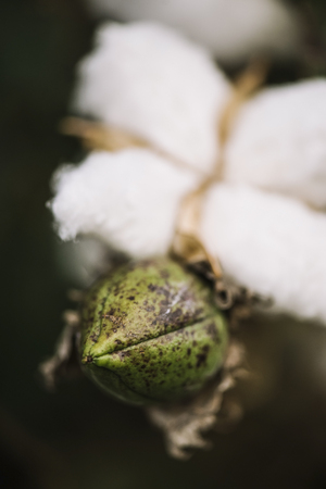 Field of cotton in the countryside ready for harvesting.の写真素材