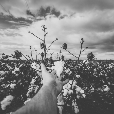 Field of cotton in the countryside ready for harvesting.の写真素材