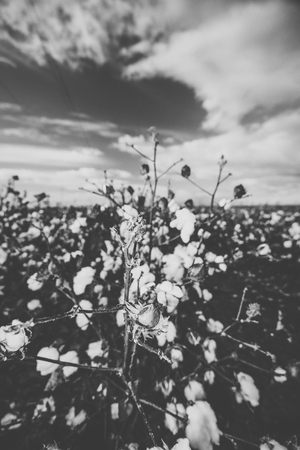 Field of cotton in the countryside ready for harvesting.の写真素材