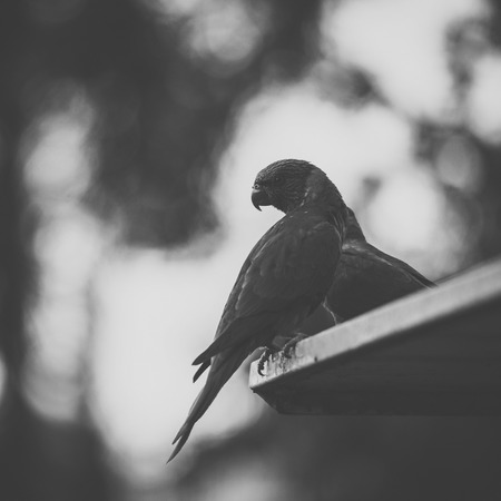 Rainbow lorikeet out in nature during the day.の写真素材
