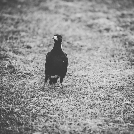 Australian magpie outside during the day time.の写真素材
