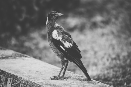 Australian magpie outside during the day time.の写真素材