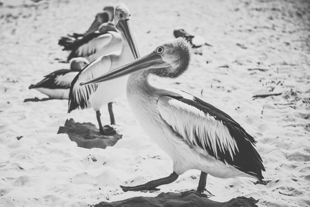Pelicans outside during the day time.の写真素材