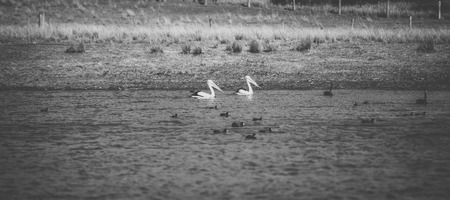 Pelicans outside during the day time.の写真素材