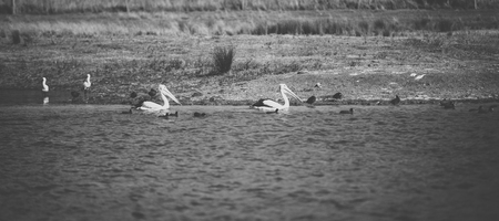 Pelicans outside during the day time.の写真素材