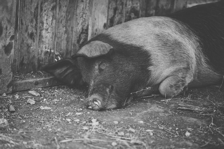 Pig on the farm during the day time.の写真素材