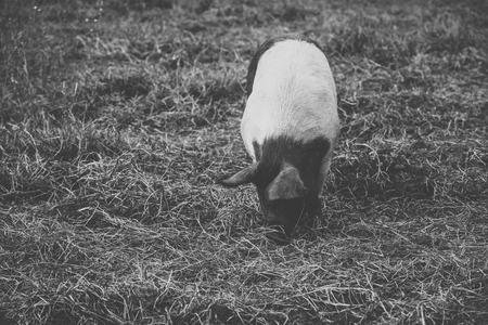 Pig on the farm during the day time.の写真素材