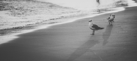 Seagull on the beach during the day time.の写真素材