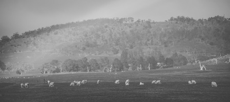 Sheep on the farm during the day time.の写真素材
