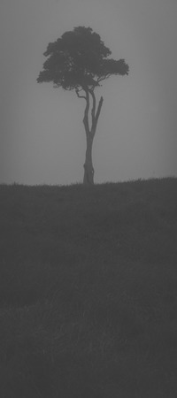 View of one tree hill on a foggy day in the Glass House Mountains, Sunshine Coast.