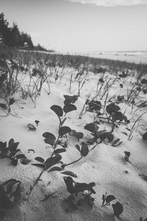 Burleigh Heads beach in the Gold Coast, Queensland during the day.の写真素材