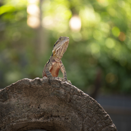 Water Dragon outside during the day time.の写真素材