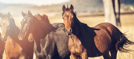 Australian horses in the paddock during the day