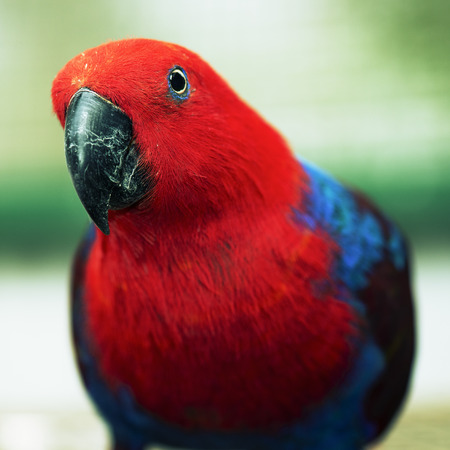 Crimson rosella during the dayの写真素材