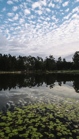 Beautiful lake in Springfield Lakes, Ipswich City, Queensland in the morning.の写真素材