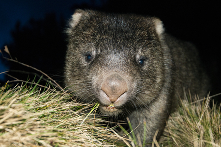 Large Australian wombat found outside at night.の写真素材