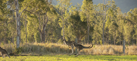 Australian kangaroos outdoors during the day in a country field.