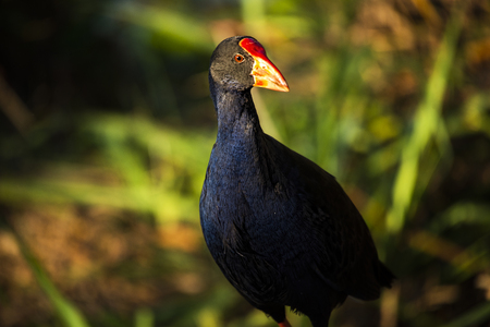 Purple Swamphen waterbird outdoors in the afternoon.の写真素材