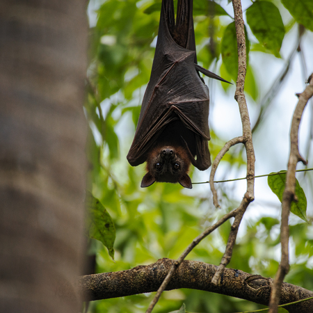 Flying Fox Bat during the day time.