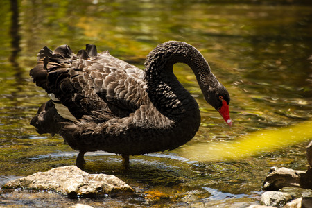 Large black swan with a red beak.の写真素材