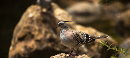 Colourful crested pigeon is a bird found widely throughout mainland Australia.
