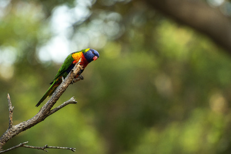 Rainbow lorikeets out in nature during the day.