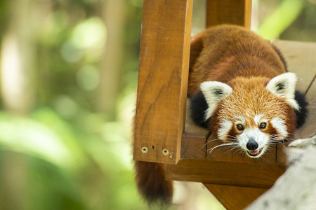 Cute Red Panda in nature during the day