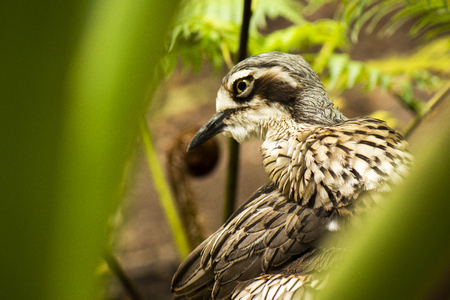 Close up of a Bush Stone-Curlew during the day.の写真素材
