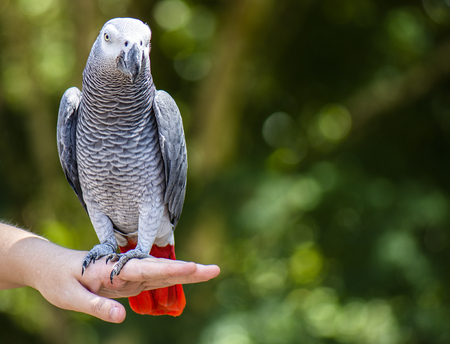 African Grey Parrot out in nature during the dayの写真素材
