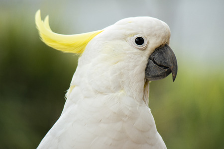 Yellow Crested Cockatoo out in nature during the dayの写真素材