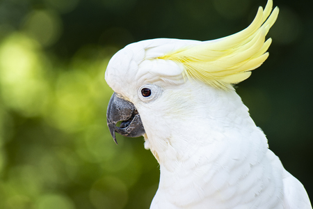 Yellow Crested Cockatoo out in nature during the dayの写真素材