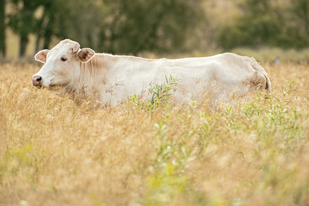 Cow in the paddock during the daytimeの写真素材