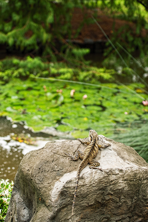 Eastern Water Dragon outside in nature during the day.の写真素材