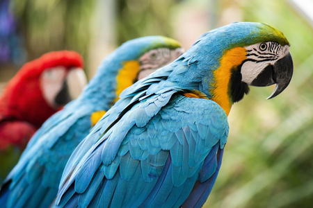 Close up of beautiful macaw birds during the day.