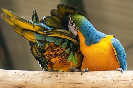 Close up of beautiful macaw birds during the day.の写真素材