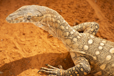 Perentie also known as a Varanus giganteus out in nature during the day