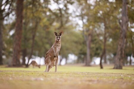 Cute Australian Kangaroo outdoors amongst nature during the day.の写真素材