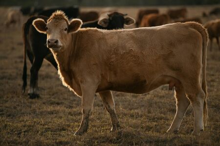 Group of bulls and cows in the countryside.の写真素材