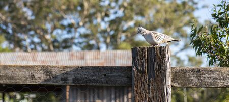 One Australian crested pigeon resting on a rustic fenceの写真素材