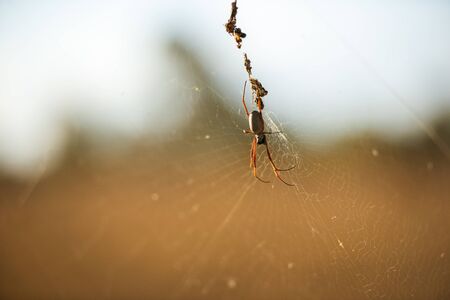 Golden orb spider in its web during the day.の写真素材