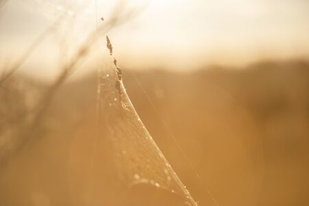 Golden orb spider in its web during the day.の写真素材