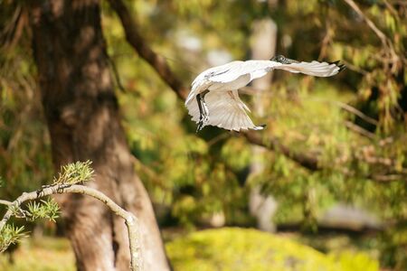 Australian White ibis outside during the day time.の写真素材